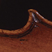 Image of Violin