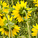 Image of Sunflowers-Tractor